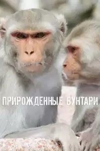 Прирожденные бунтари ( тв шоу)